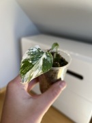 Monstera Variegata