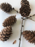 Szyszki do kompozycji - różne gatunki i wielkość, duża ilość!!!