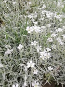 Rogownica kutnerowata sadzonki