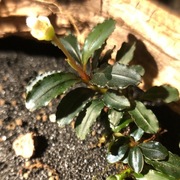 Bucephalandra sp. Brownie Amanda, emersyjna