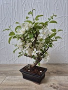 Bonsai Jabłoń Malus Everest