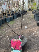 Lagerstroemia dynamite