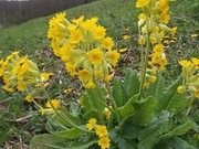 Pierwiosnek primula mix kolorów roślina miododajna 300 n/