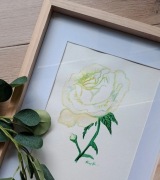 Akwarela oryginalna Biała Róża, Kwiat, beżowy, delikatna