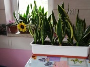sansewieria sansevieria wężownica