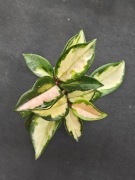 Hoya carnosa tricolor - sadzonka ukorzeniona