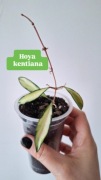 Hoya hoja wayetii kentiana variegata sadzonka nadwyżka własna 