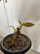 Philodendron tripartitum filodendron