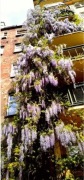 Wisteria chińska, glicynia, odmiana fioletowa, obficie kwitnie! GRATIS!