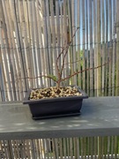 Doniczka prostokątna do bonsai, czarna, 12x9,5cm