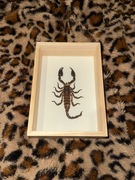 spreparowana wylinka skorpiona 