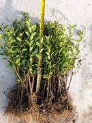 Ligustr pospolity - komplet 100szt