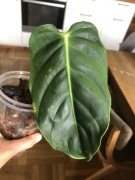 Philodendron Esmeraldense