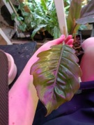 philodendron caramel pluto-cięty szczyt