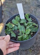 Horminium pirenejskie.1.5 l