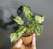 Monstera Frozen Freckles-sadzonka rosnąca