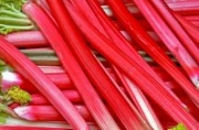 Rabarbar Malinowy Piękne Sadzonki (1-Roczne) 15szt