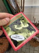 Kolekcjonerski dereń Rutban Aurora