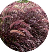 Rubrum trawa - Pennisetum Advena Rubrum