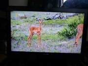 Telewizor Sony Bravia 32'' KDL-32P3000 LCD + pilot SPRAWNY