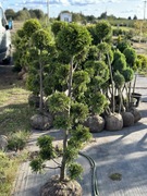 BONSAI bonsaj 140/150 cm DUŻY BONSAJI dostawa 