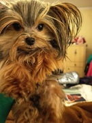 Yorkshire terrier xxs dorosly
