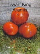 004_Dwarf King Aramis. Pomidory kolekcjonerskie.