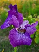 Irys syberyjski 'Encore Performance' Iris sibirica