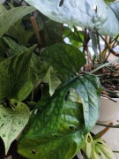 amydrium medium sadzonki 