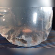 Kirys pstry, złoty, spiżowy 