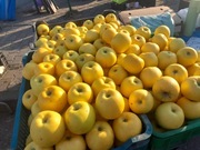 Kosztele kosztela 4 kg odmiany starych odmian jabłek 