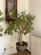 Grubosz 15 letni w formie drzewka