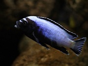 Pyszczaki Koningsi Membe Deep, dorosłe samce 8-10cm