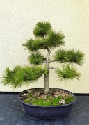 Sosna gęstokwiatowa 'Alice Verkade' 60cm formowana na wzor bonsai