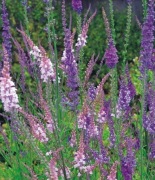 Lnica purpurowa-mix.kol. Linaria purpurea 30n