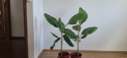 Bananowiec Musa Manzano 'Apple'