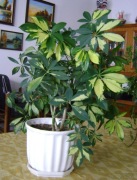 Domowa wieloletnia szeflera drzewkowata variegata - osobisty