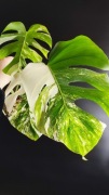 Monstera Deliciosa borsigiana albo variegata
