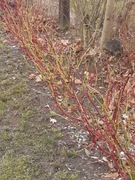 Żywopłot kolorowy dereń biały(czerwone pędy)i żółty 6szt