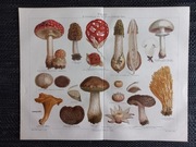 Pilze - duża chromolitografia 1897 r