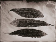 Ambrotypia - Hell's Kitchen 030