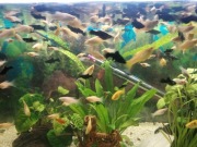 Molinezje młode czarne i żółte