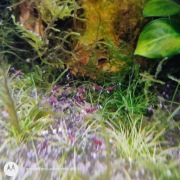 Krewetki caridina denerli z sulawesi - kardynałki 