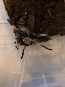 Samiec Chilobrachys natanicharum 