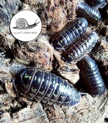Armadillidium versicolor kulanki isopody prosionki