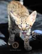 Kot Savannah - najbardziej unikalna rasa na świeci