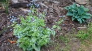 Brunera Alexander's great brunnera