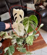Monstera Variegata Deliciosa - 3 liście SZCZYT 