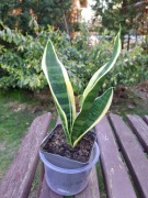 Sansewieria średnia dwukolorowa