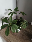 Szeflera drzwkowata z doniczką 